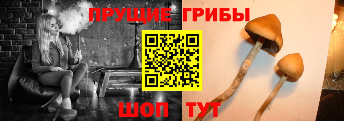 Долгопрудный  Псилоцибиновые грибы Psilocybine cubensis  как найти закладки  Вход с VPN 